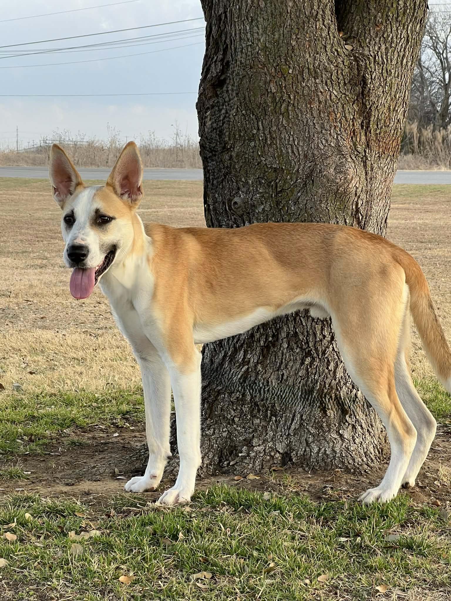 Bean , a ADOPTABLE mixed breed in Cleburne, TX image 4/4
