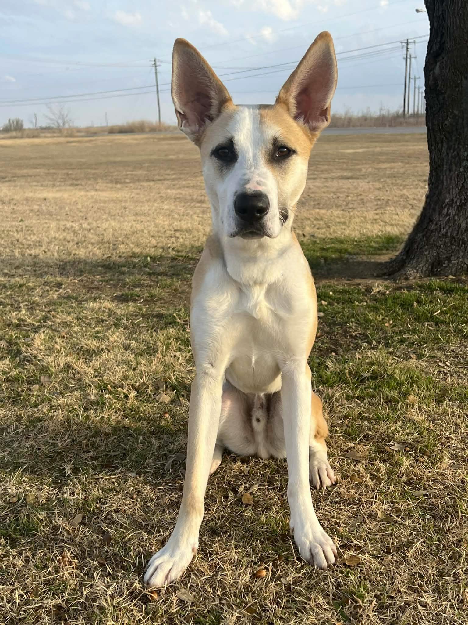 Bean , a ADOPTABLE mixed breed in Cleburne, TX image 1/4