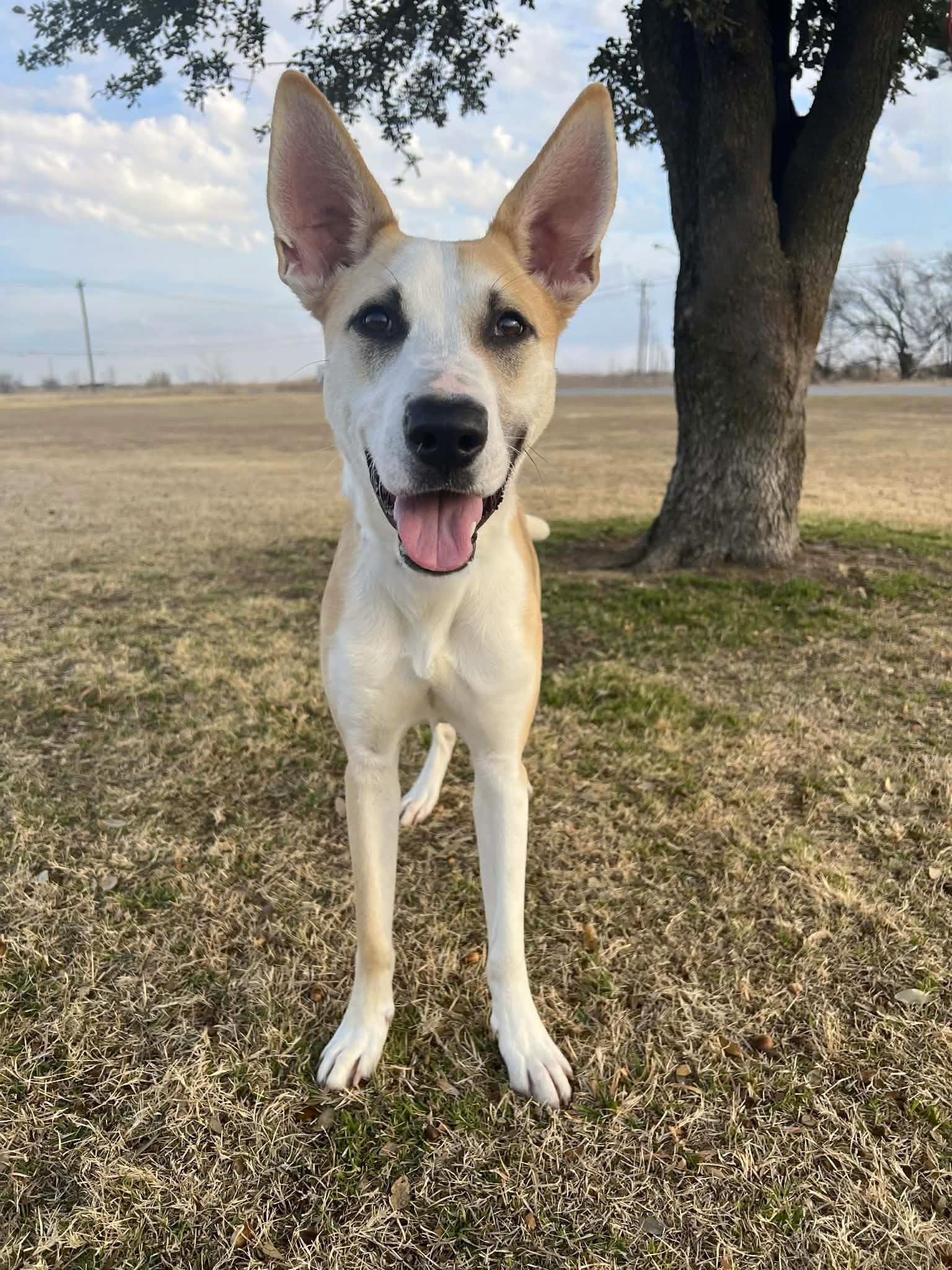 Bean , a ADOPTABLE mixed breed in Cleburne, TX image 3/4