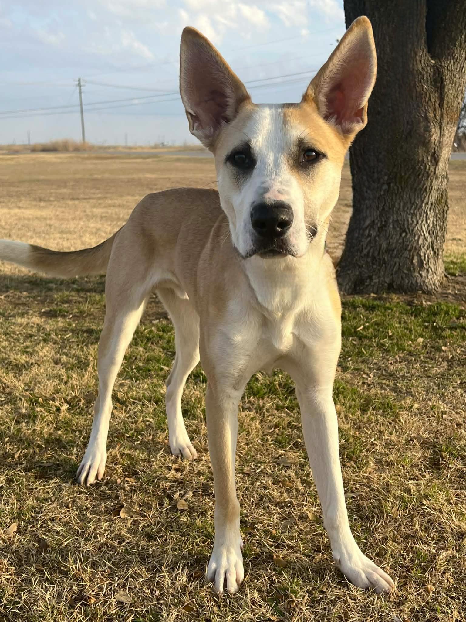 Bean , a ADOPTABLE mixed breed in Cleburne, TX image 2/4