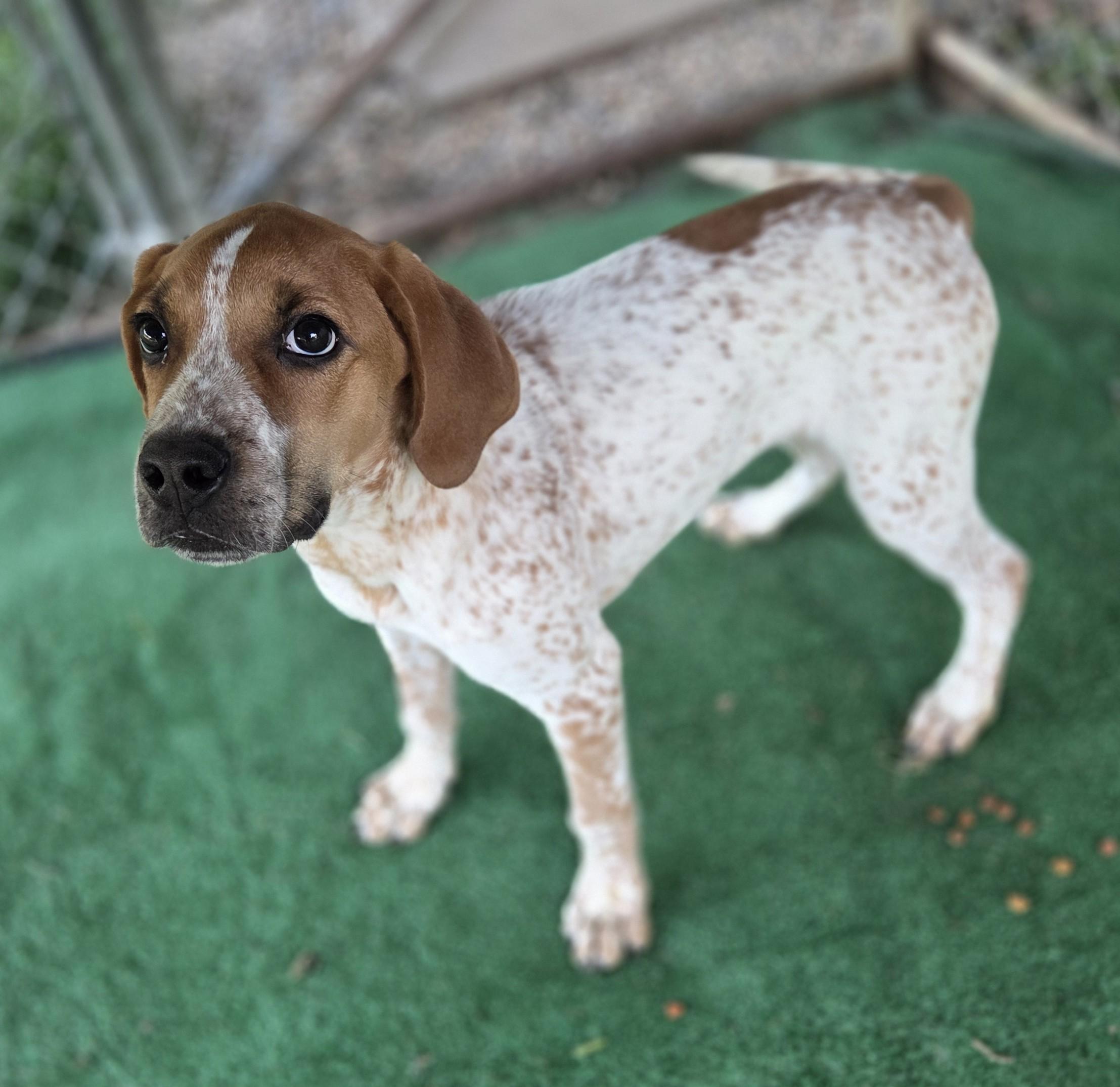 Enlarge Dodge, a ADOPTABLE mixed breed in Ashland, OH image 1/2