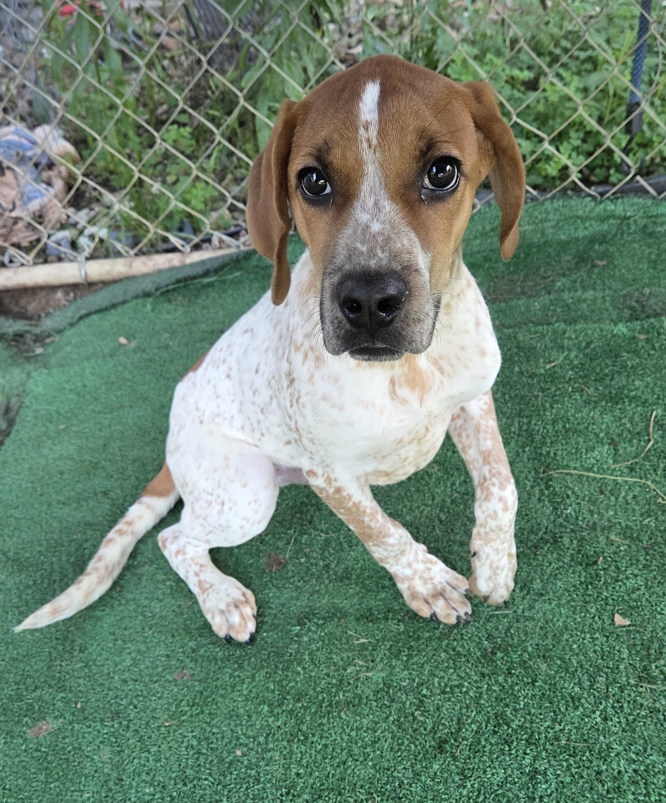 Enlarge Dodge, a ADOPTABLE mixed breed in Ashland, OH image 2/2