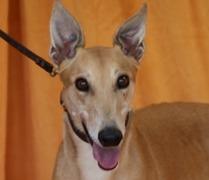 Enlarge Wish Come True, a Adopted Greyhound in Douglasville, GA image 1/3