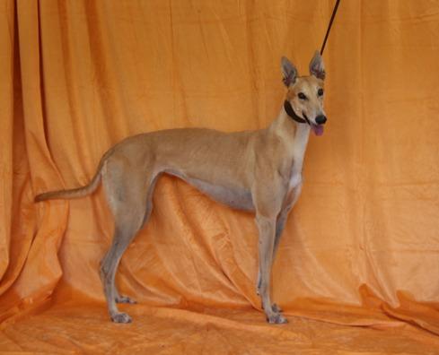 Enlarge Wish Come True, a Adopted Greyhound in Douglasville, GA image 2/3