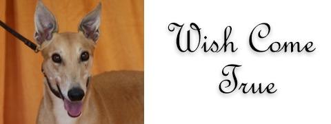 Enlarge Wish Come True, a Adopted Greyhound in Douglasville, GA image 3/3