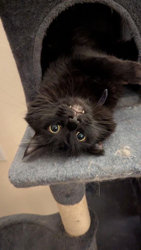 Shoyu, Adoptable, Adult Male Domestic Medium Hair.