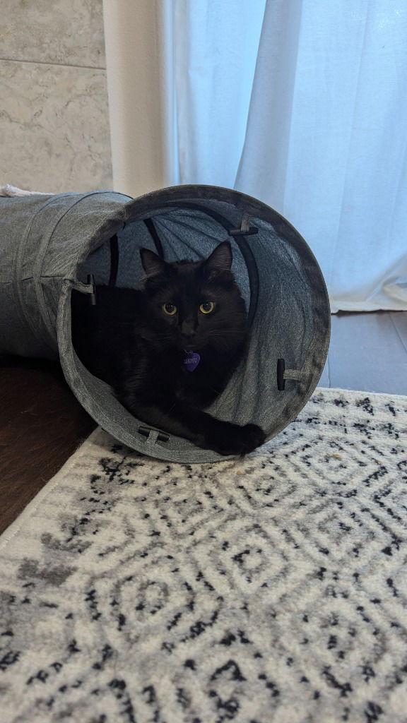 Shoyu, a Adoptable Domestic Medium Hair in Battle Ground, WA image 2/3