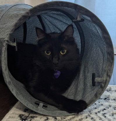 Shoyu, a Adoptable Domestic Medium Hair in Battle Ground, WA image 3/3