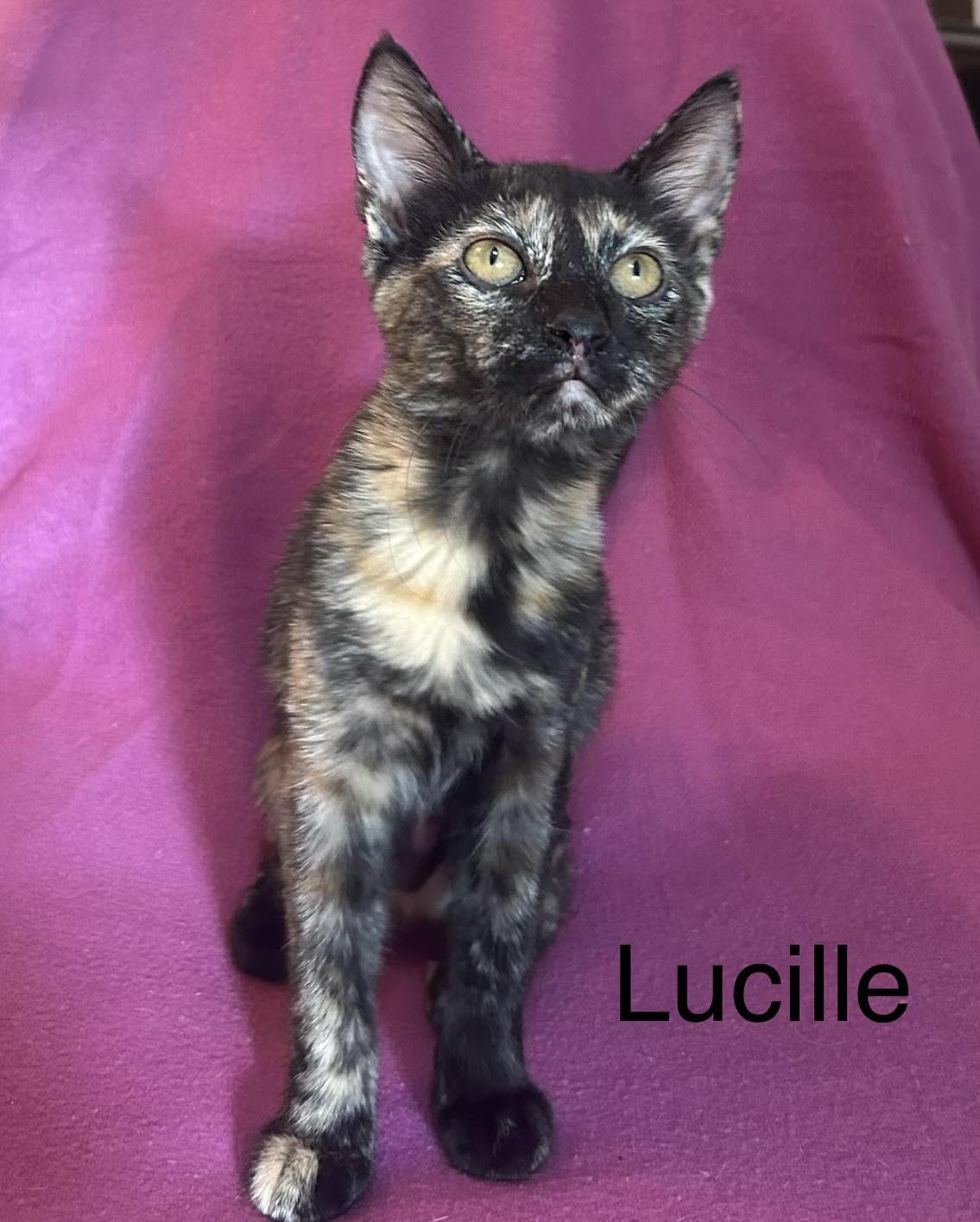 Lucille, ADOPTABLE, Kitten Female Domestic Short Hair.