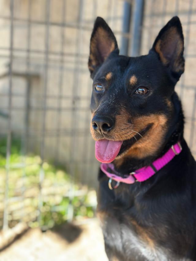 ROSIE, Adoptable, Young Female Australian Cattle Dog / Blue Heeler.