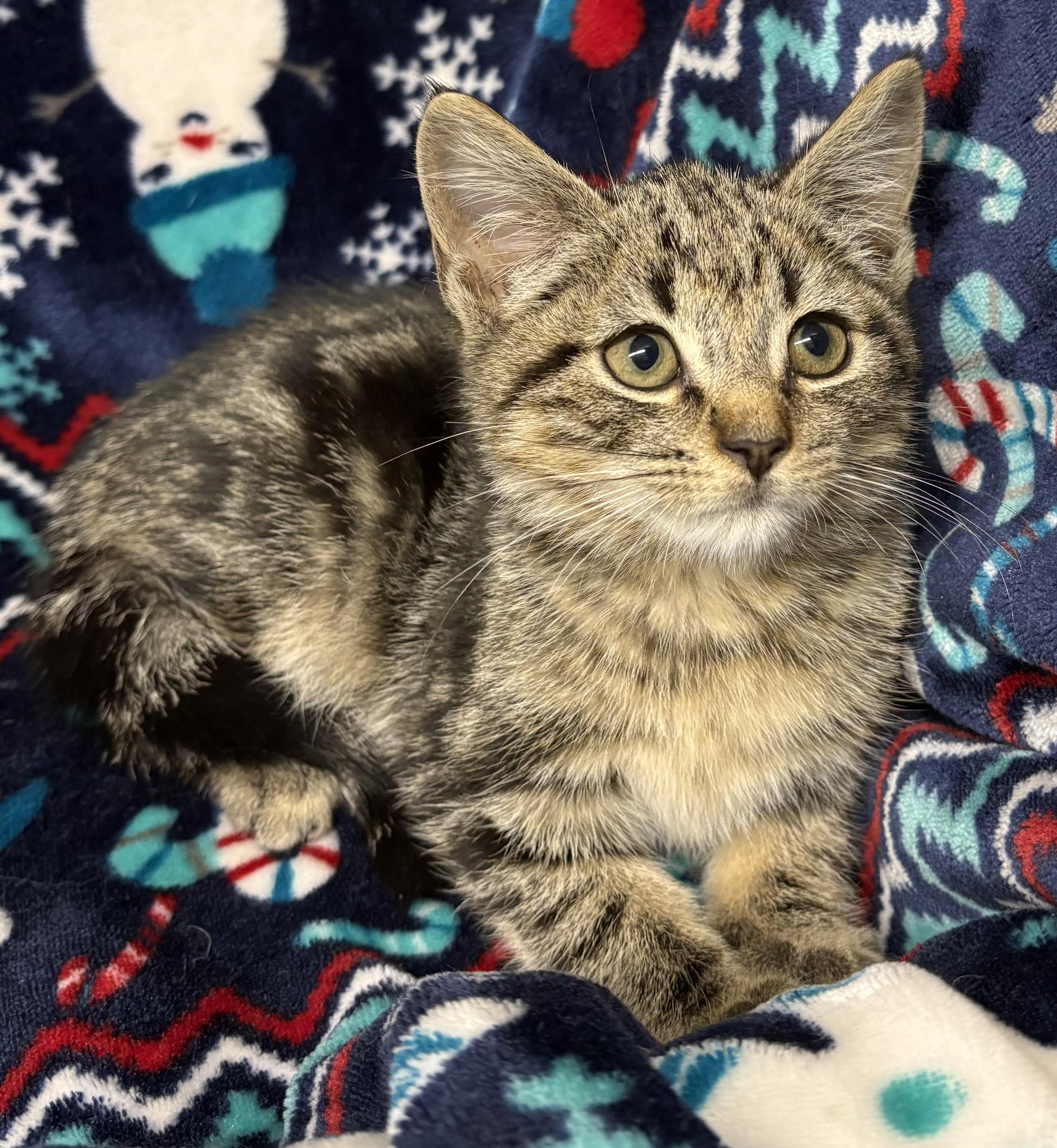Enlarge Seppy-PENDING, a Adopted Domestic Short Hair in Mansfield, CT image 3/3