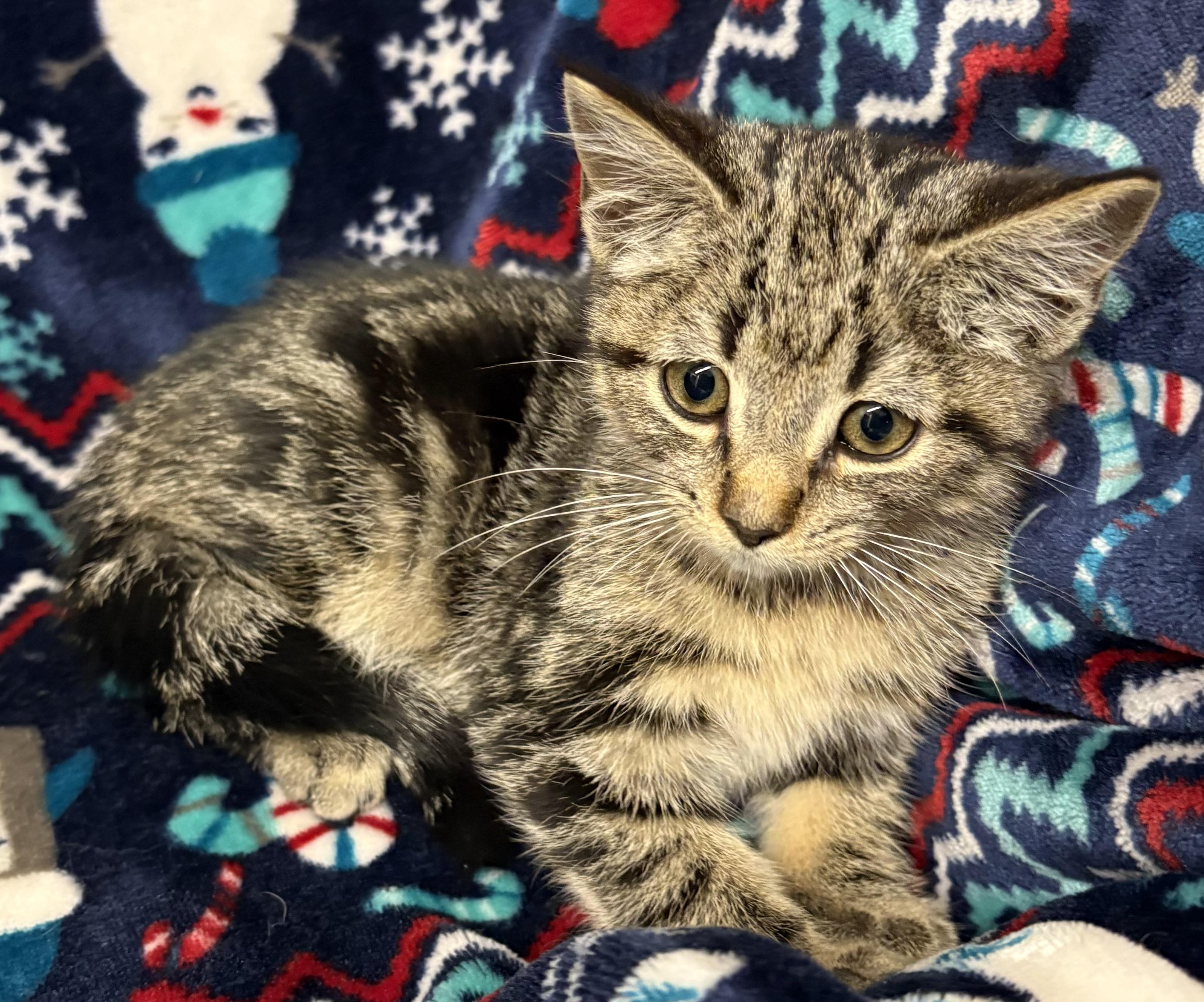 Seppy-PENDING, Adopted, Kitten Male Domestic Short Hair.