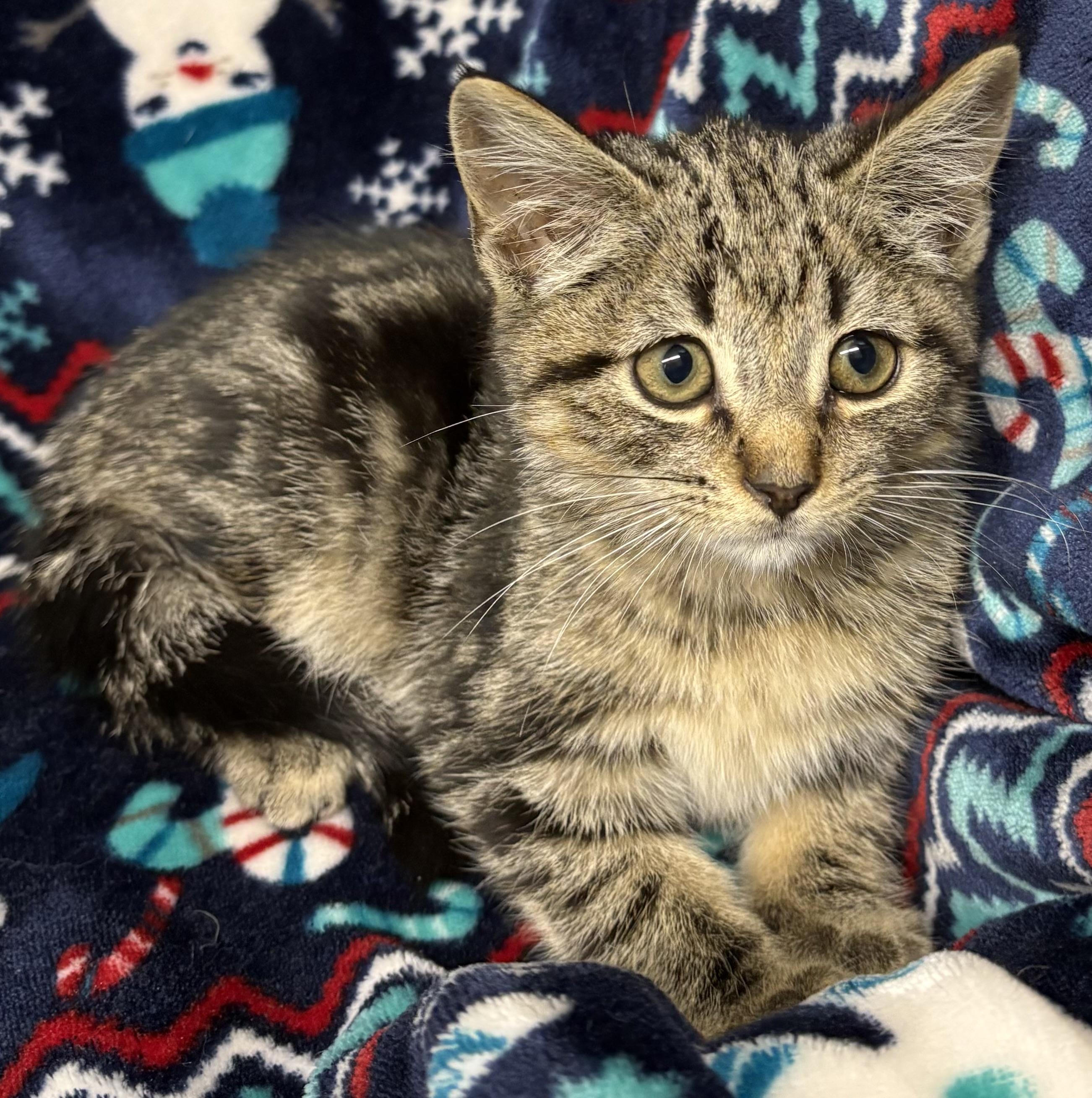 Enlarge Seppy-PENDING, a Adopted Domestic Short Hair in Mansfield, CT image 2/3