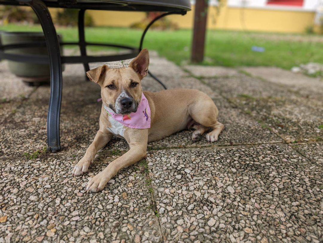 Delilah, a Adoptable mixed breed in Loiza, PR image 1/5