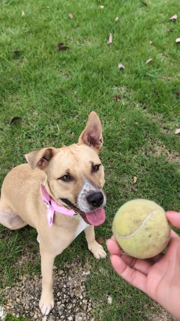 Delilah, a Adoptable mixed breed in Loiza, PR image 2/5