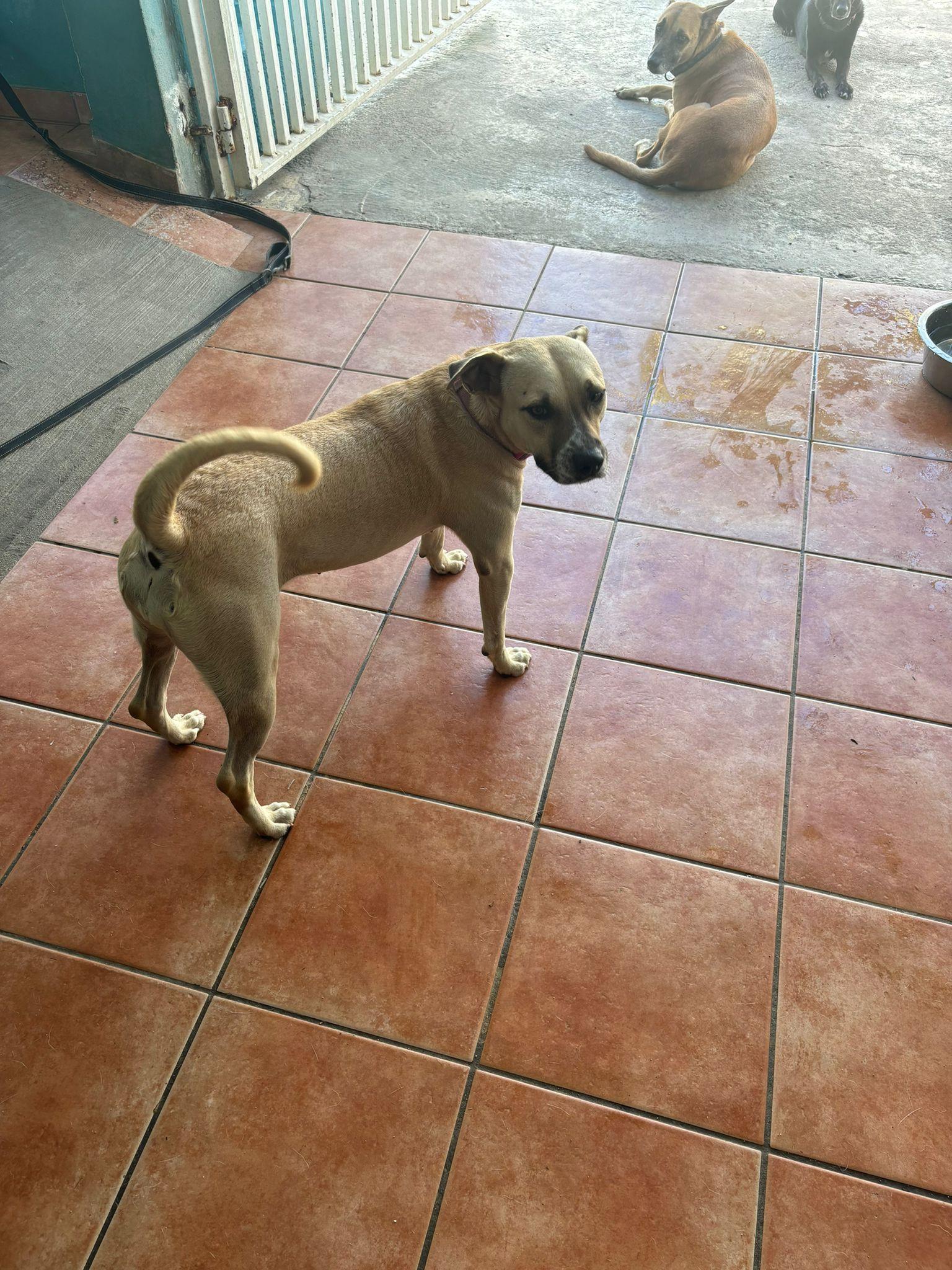 Delilah, a Adoptable mixed breed in Loiza, PR image 3/5