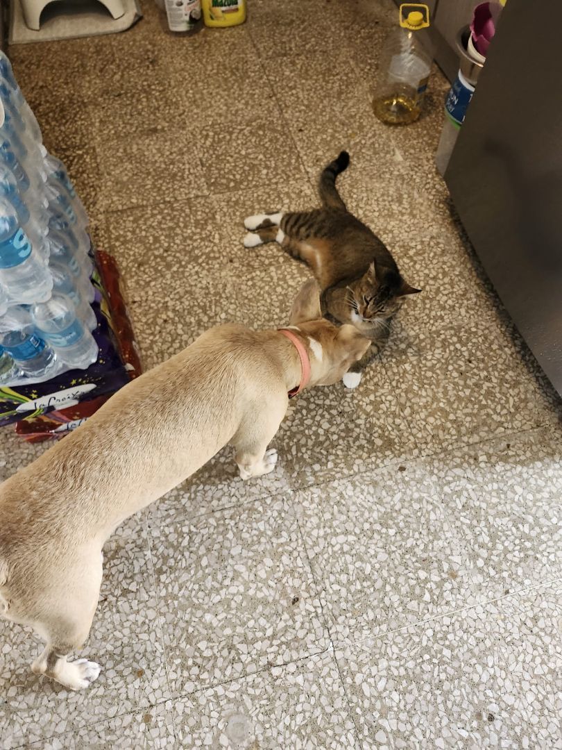 Delilah, a Adoptable mixed breed in Loiza, PR image 4/5