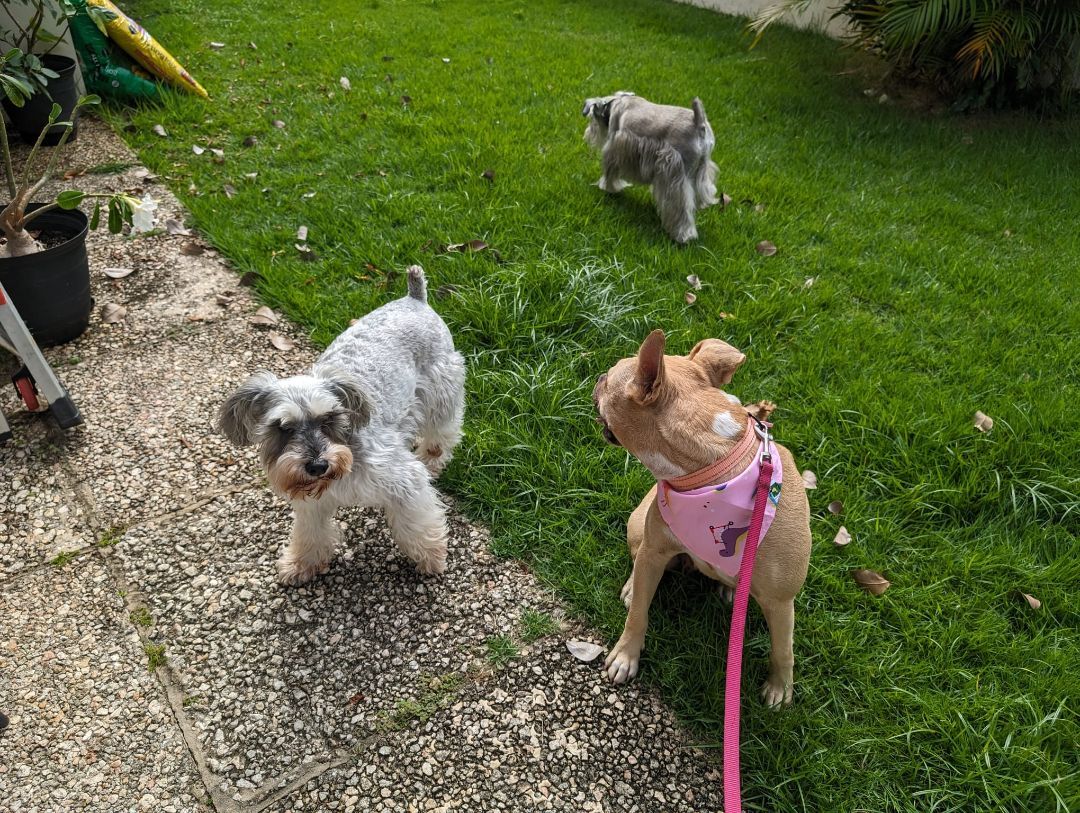 Delilah, a Adoptable mixed breed in Loiza, PR image 5/5