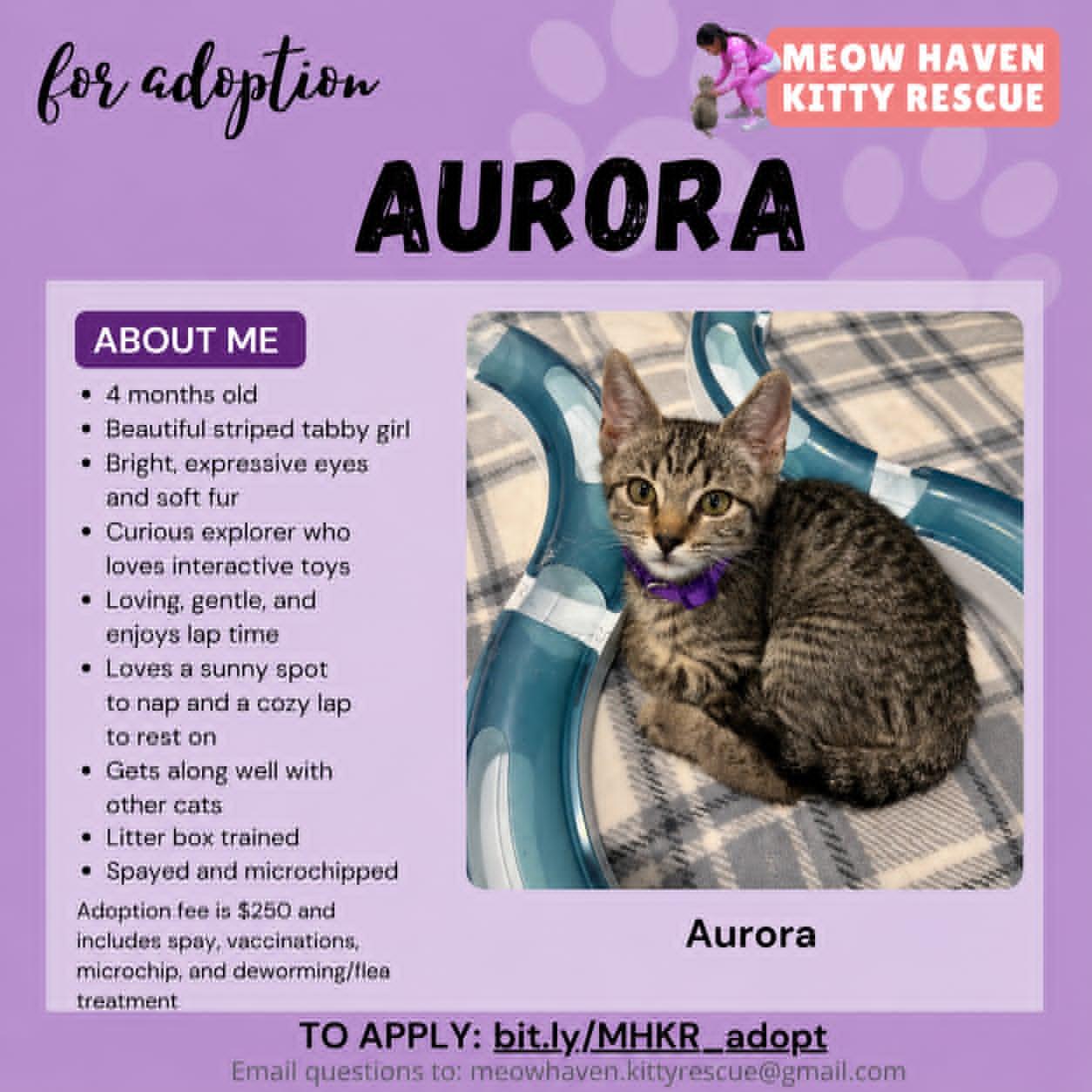 Aurora, an adopted mixed breed in San Jose, CA image 6/6