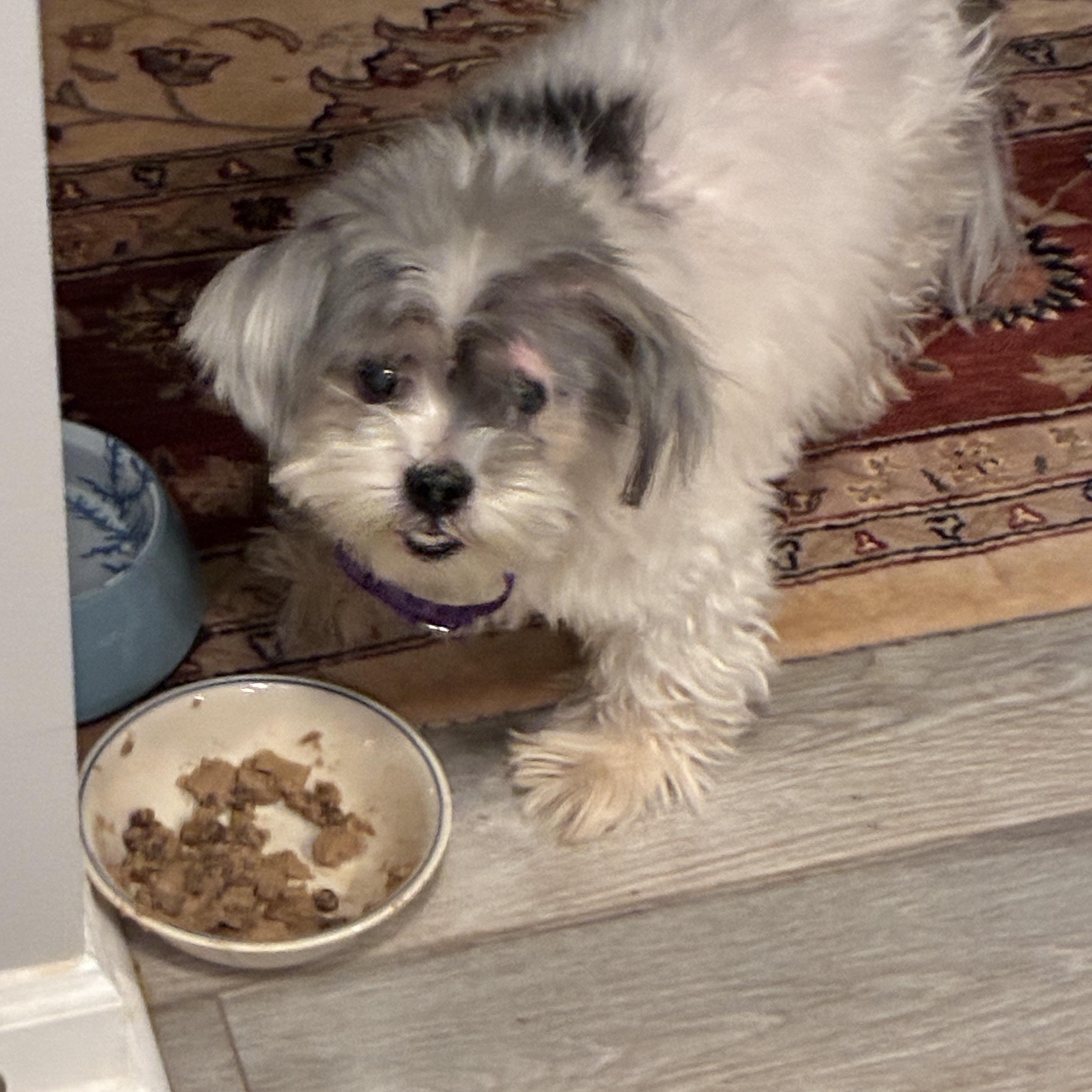 Zipporah, adopted, Senior Female Shih Tzu.