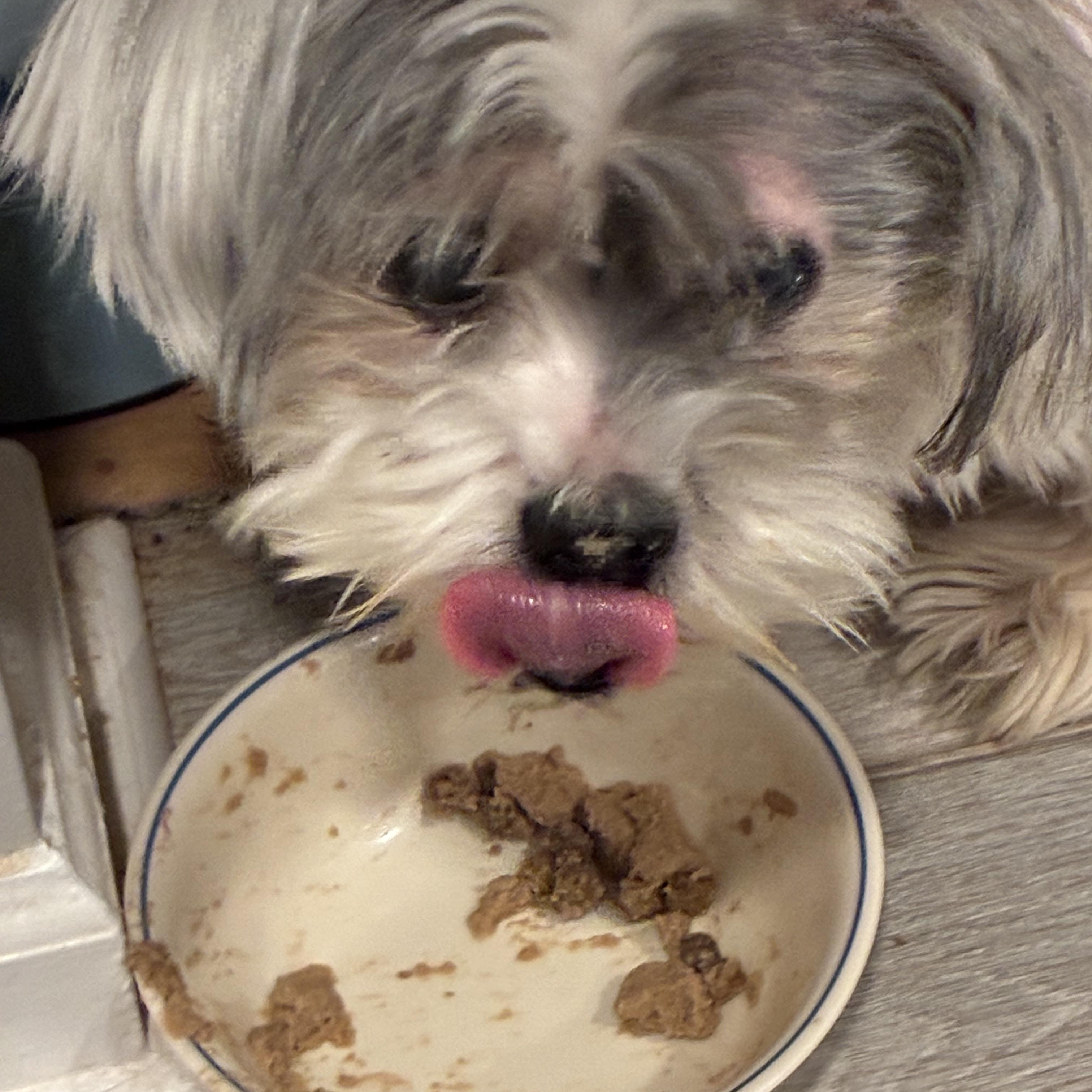 Zipporah, an adopted Shih Tzu in Woodruff, SC image 3/5