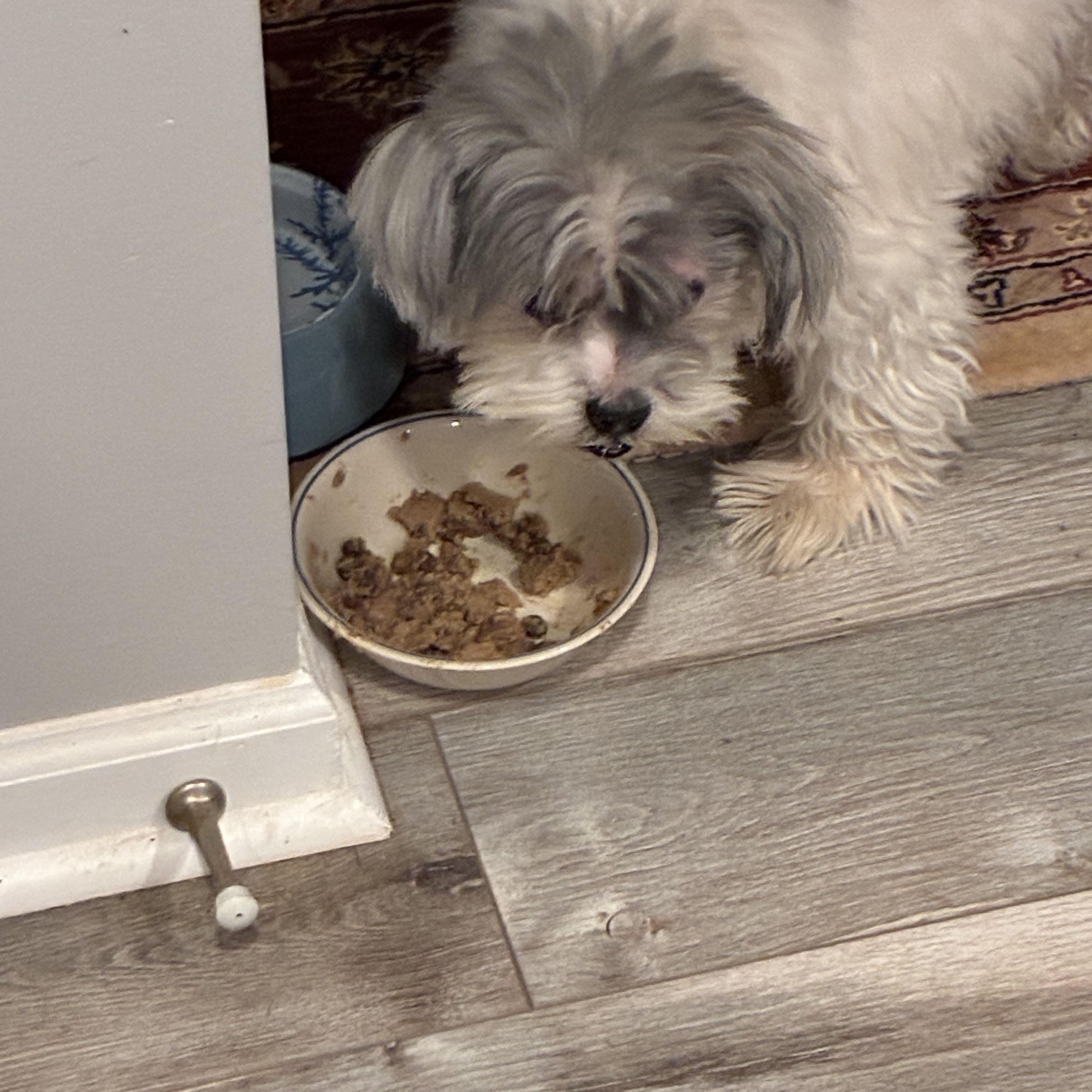 Zipporah, an adopted Shih Tzu in Woodruff, SC image 2/5