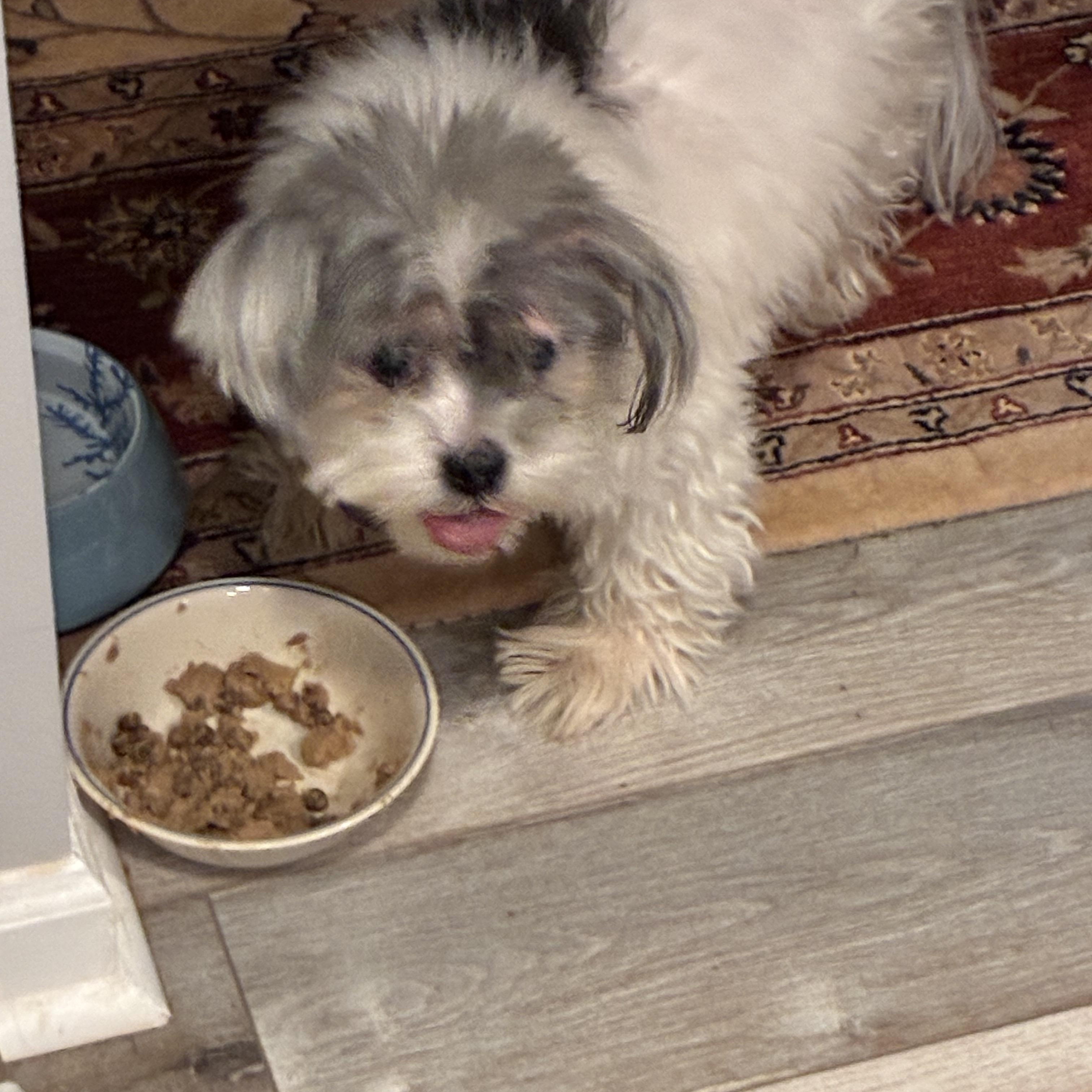 Zipporah, an adopted Shih Tzu in Woodruff, SC image 5/5