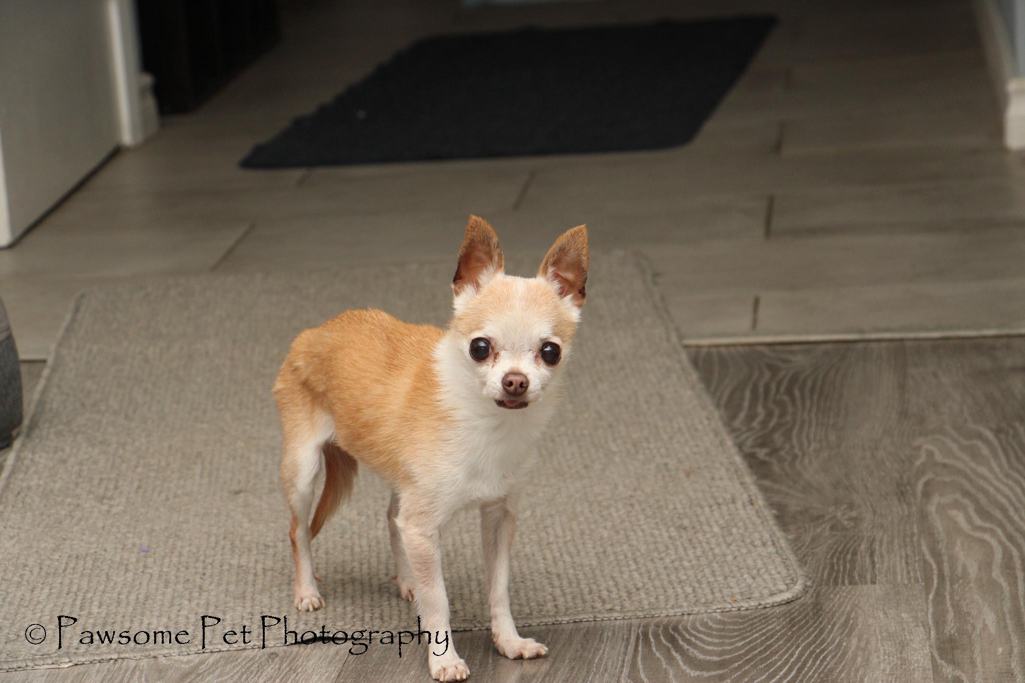 CHLOE--ADOPTION PENDING , a ADOPTABLE Chihuahua in Toronto, ON image 2/3