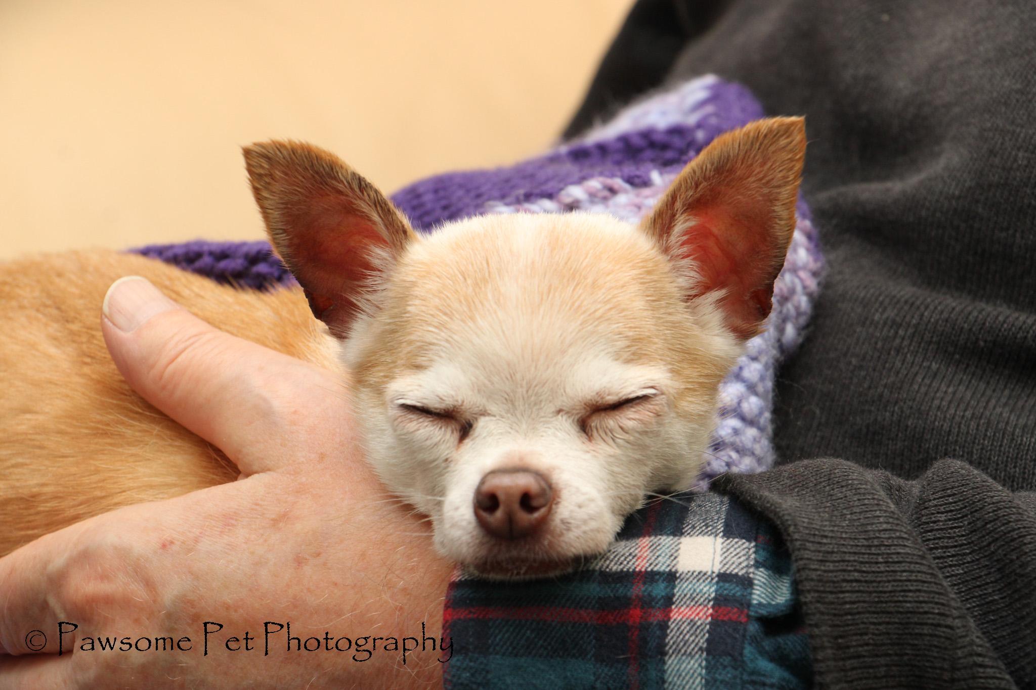 CHLOE--ADOPTION PENDING , a ADOPTABLE Chihuahua in Toronto, ON image 1/3