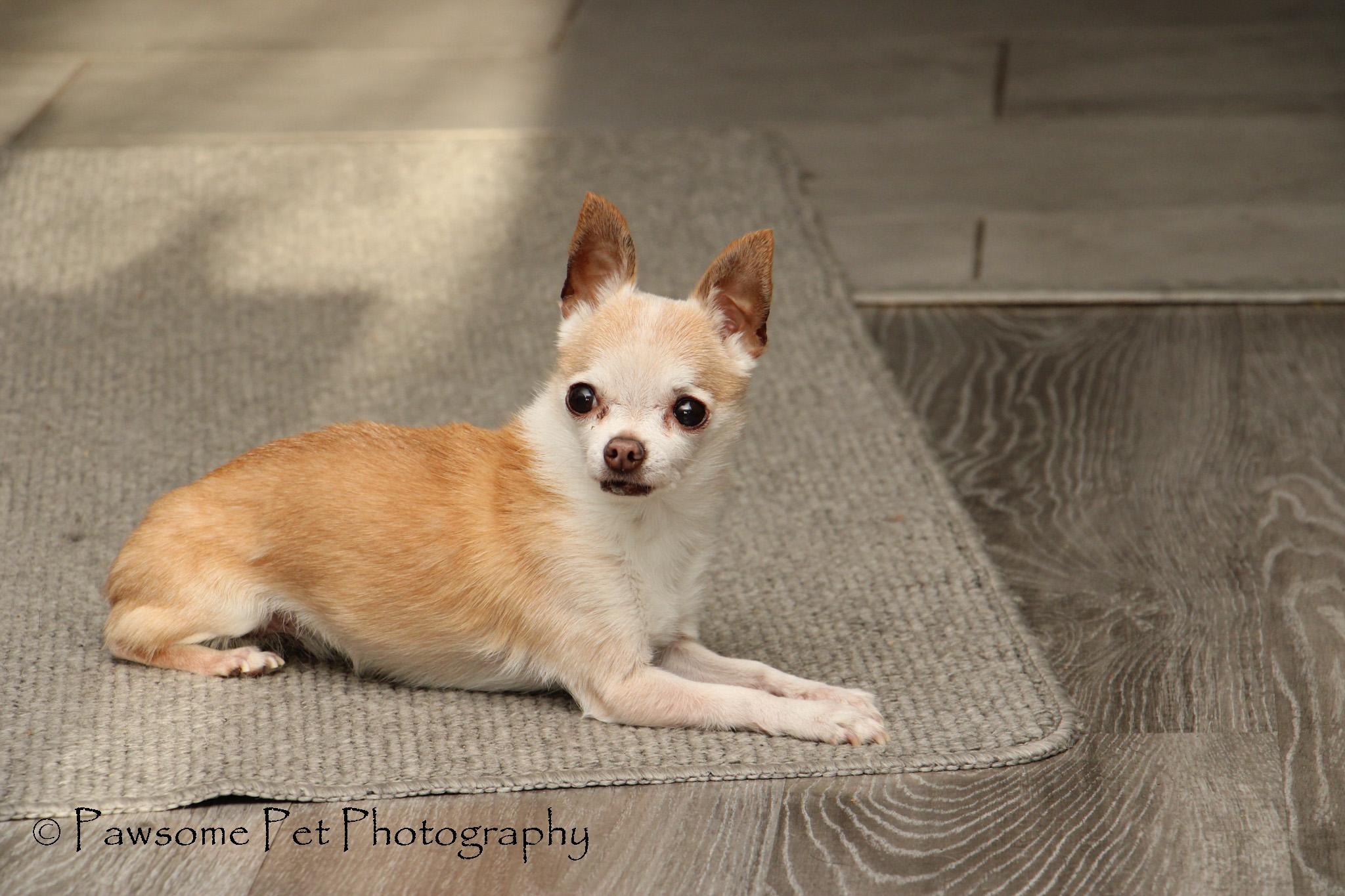 CHLOE--ADOPTION PENDING , a ADOPTABLE Chihuahua in Toronto, ON image 3/3