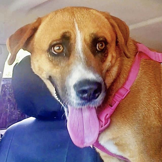 Ellie, Adult Female Retriever