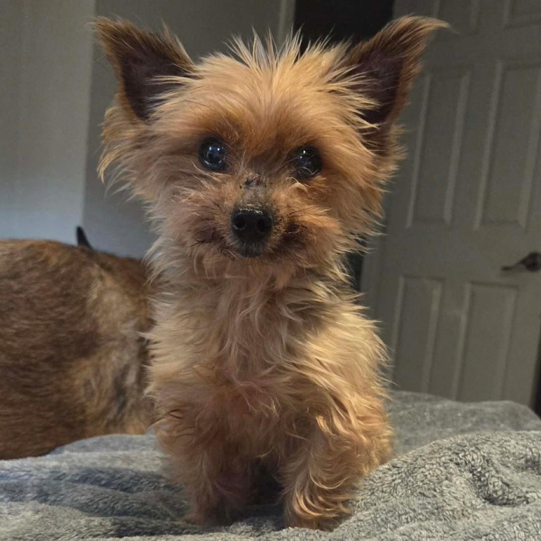 Enlarge Lily , an adopted Yorkshire Terrier in Clovis, CA image 1/3