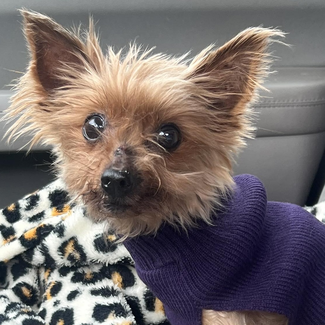 Enlarge Lily , an adopted Yorkshire Terrier in Clovis, CA image 2/3