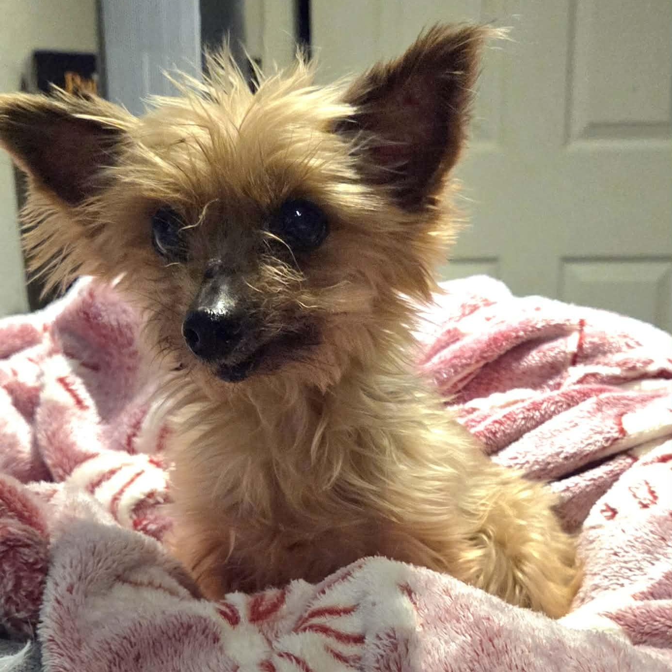 Enlarge Lily , an adopted Yorkshire Terrier in Clovis, CA image 3/3