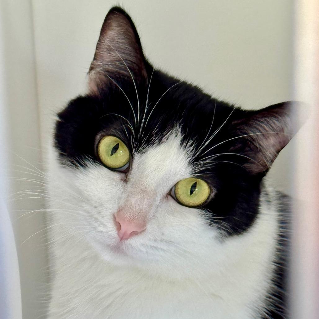 Oreo, a Adoptable Domestic Short Hair image 1/4