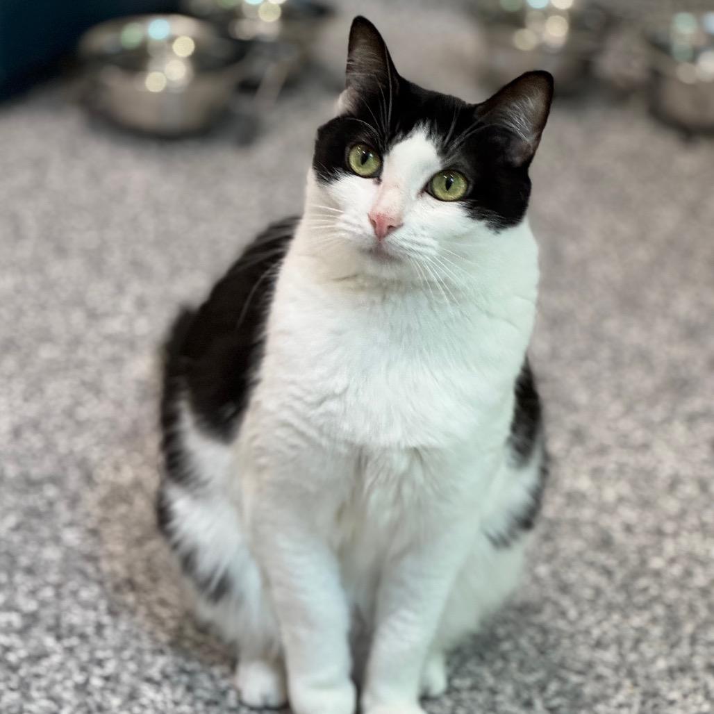 Oreo, a Adoptable Domestic Short Hair image 2/4