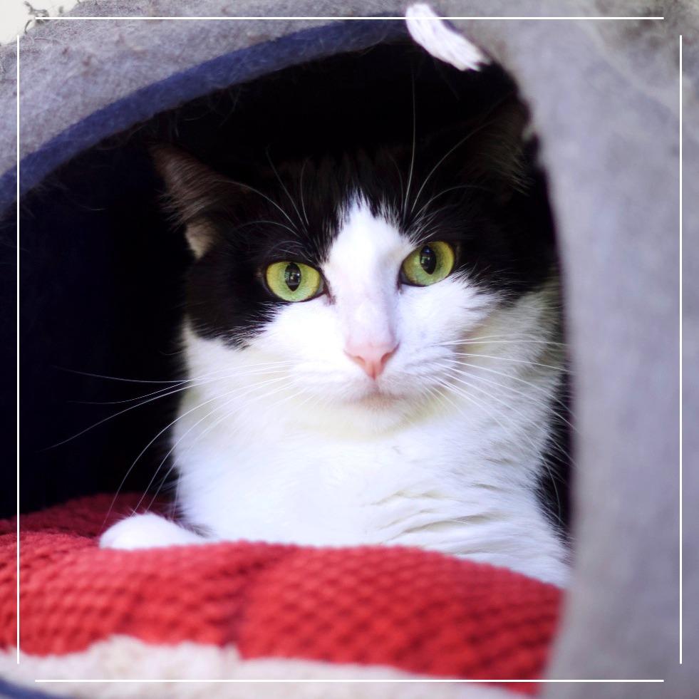 Oreo, a Adoptable Domestic Short Hair image 3/4