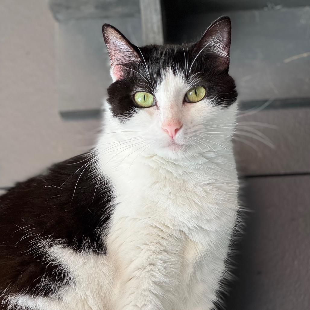 Oreo, a Adoptable Domestic Short Hair image 4/4