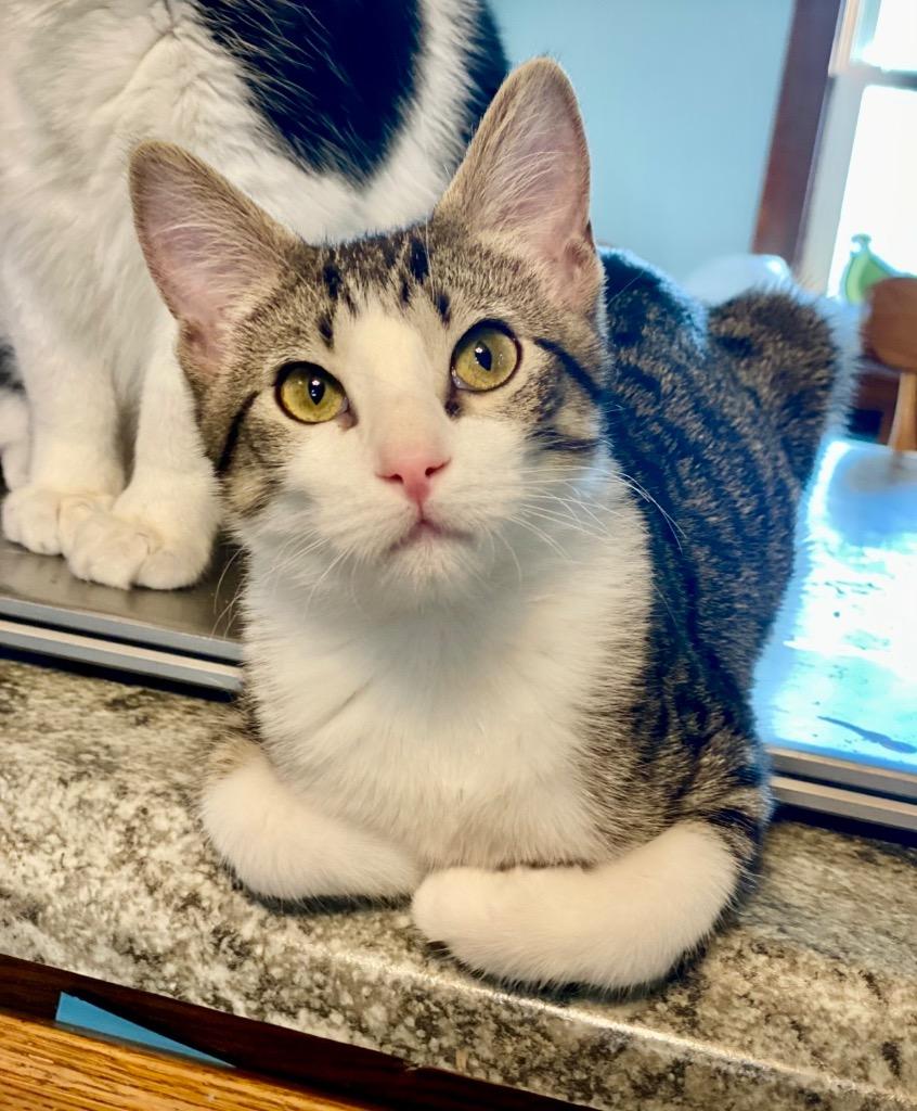 Enlarge Lewis, a Adoptable mixed breed in Decorah, IA image 2/2