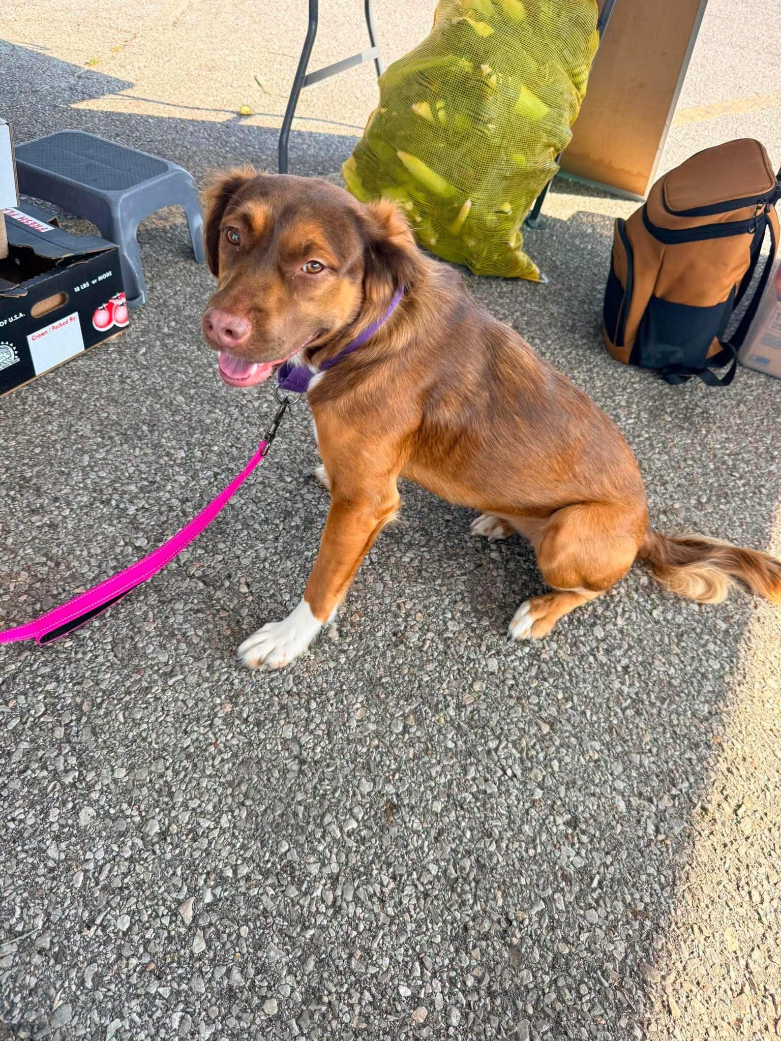 Izzy, Adoptable, Young Female Australian Shepherd.