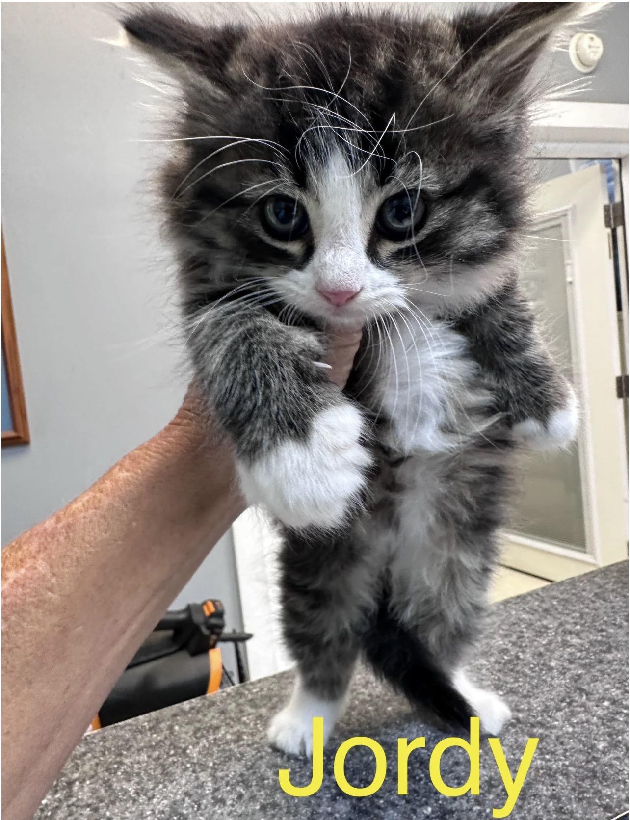 Enlarge Jordy , an adopted Domestic Medium Hair in Dyersburg, TN image 1/1