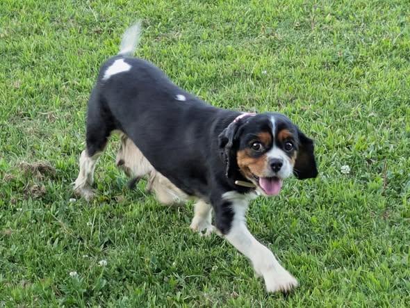 Enlarge Elsie, a Adoptable Cavalier King Charles Spaniel in Matthews, NC image 2/2