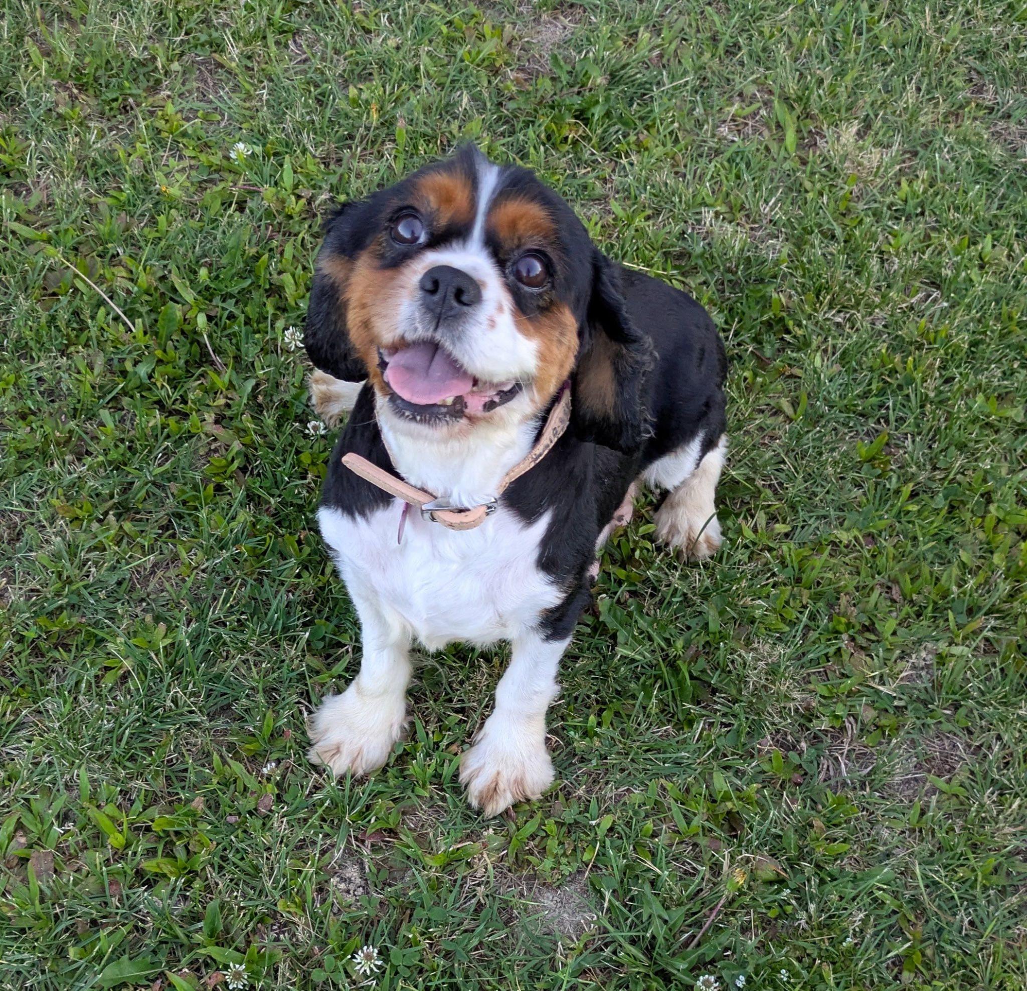 Enlarge Elsie, a Adoptable Cavalier King Charles Spaniel in Matthews, NC image 1/2
