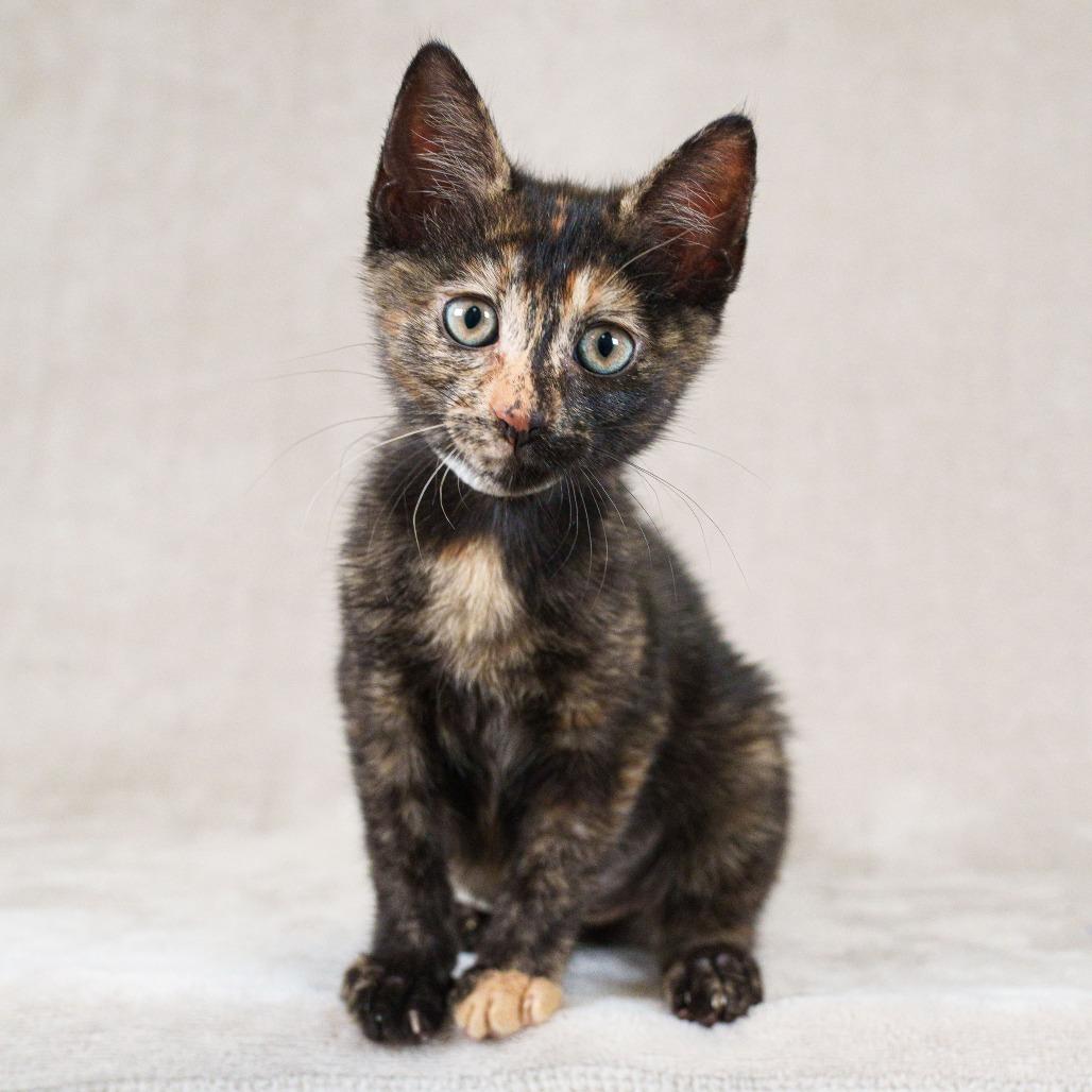Tamale (white), Adoptable, Kitten Female Domestic Short Hair.