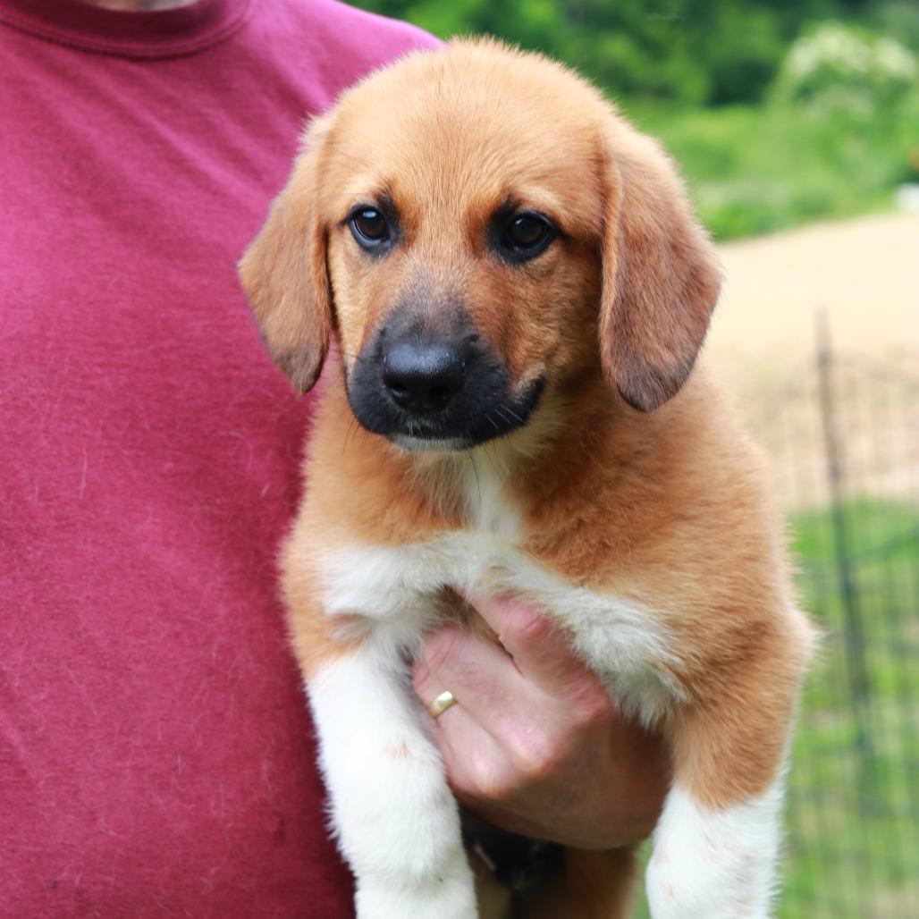 CT Kors, Adoptable, Puppy Male Labrador Retriever & Mixed Breed.