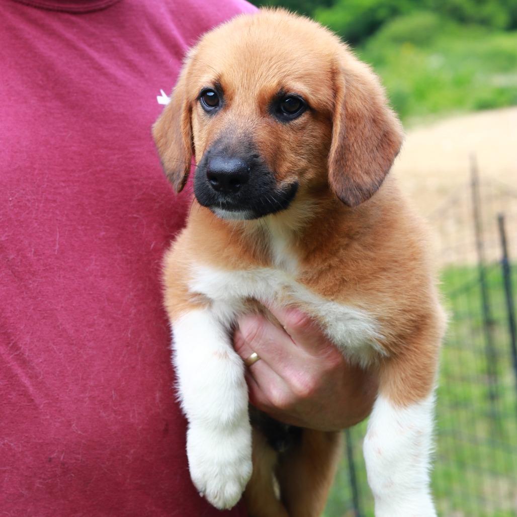 Enlarge CT Kors, a Adoptable mixed breed in Eastford, CT image 2/3