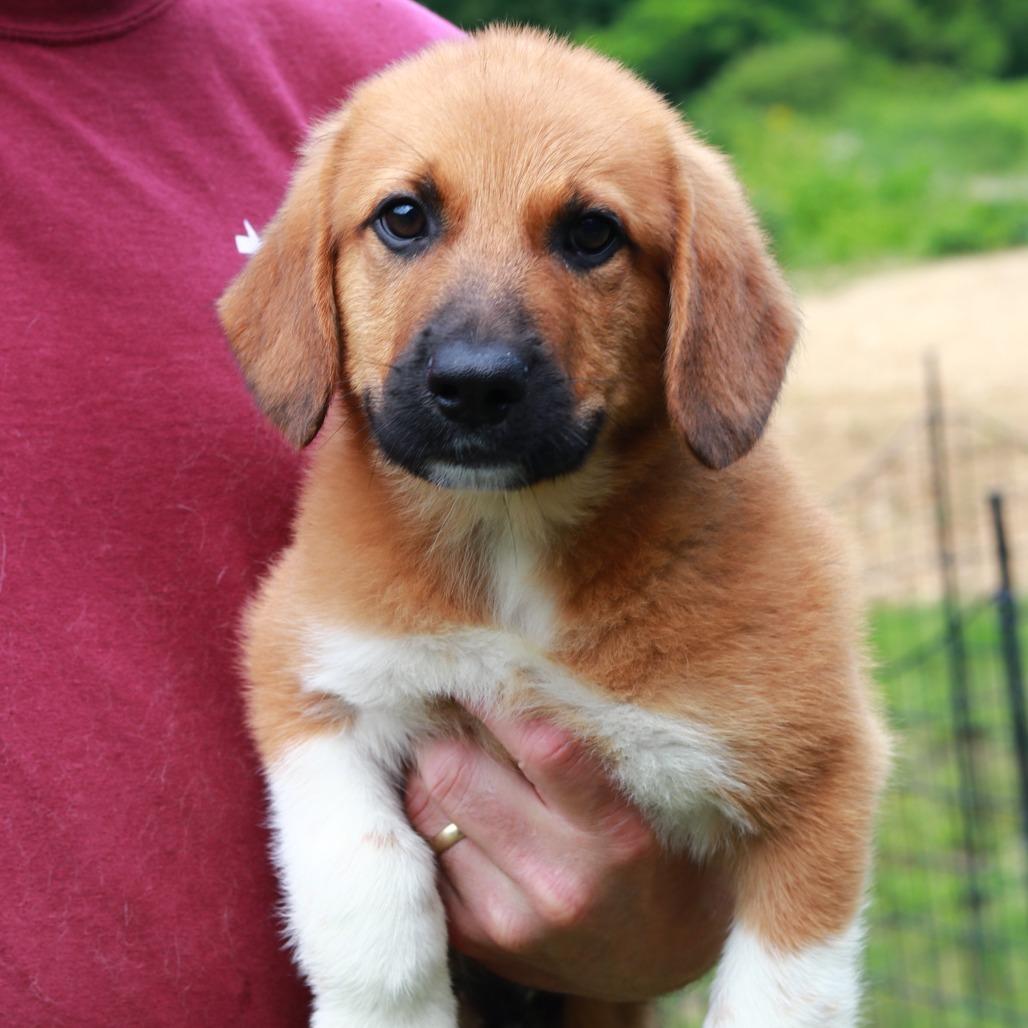 Enlarge CT Kors, a Adoptable mixed breed in Eastford, CT image 3/3