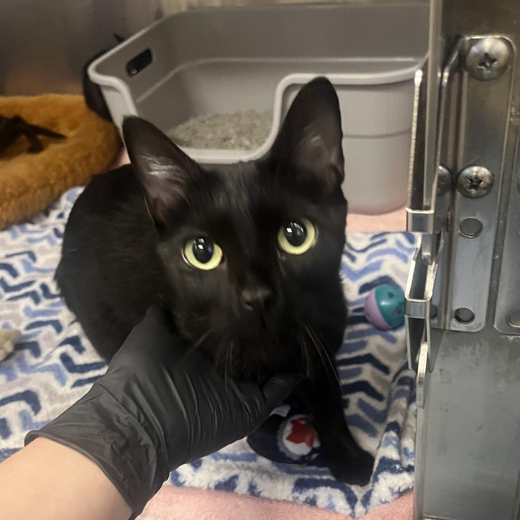Sparkle, Adoptable, Adult Female Domestic Short Hair.
