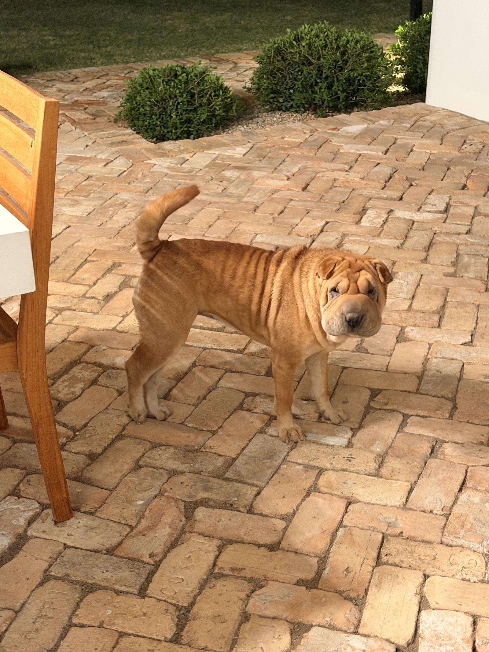 Henrietta, Adoptable, Adult Female Shar-Pei.