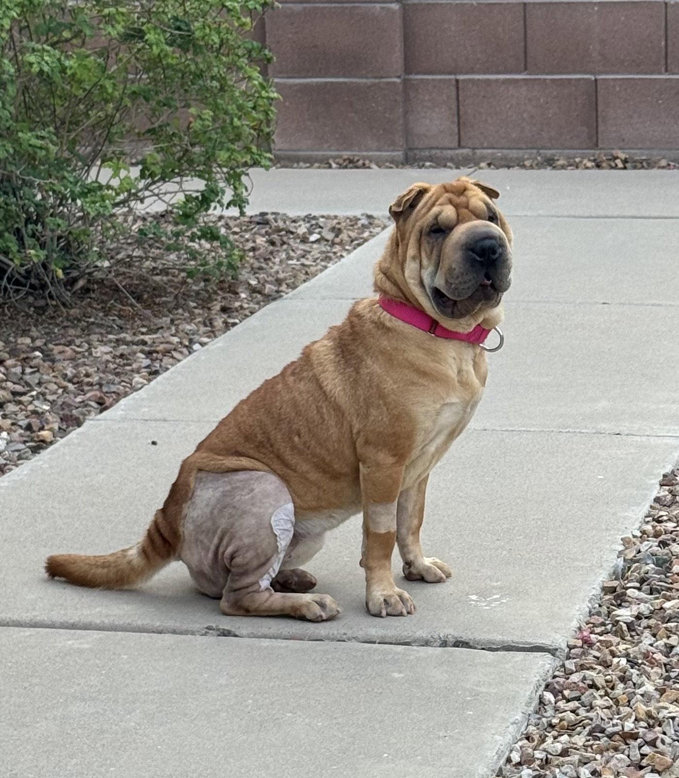 Henrietta, Adoptable, Adult Female Shar-Pei.